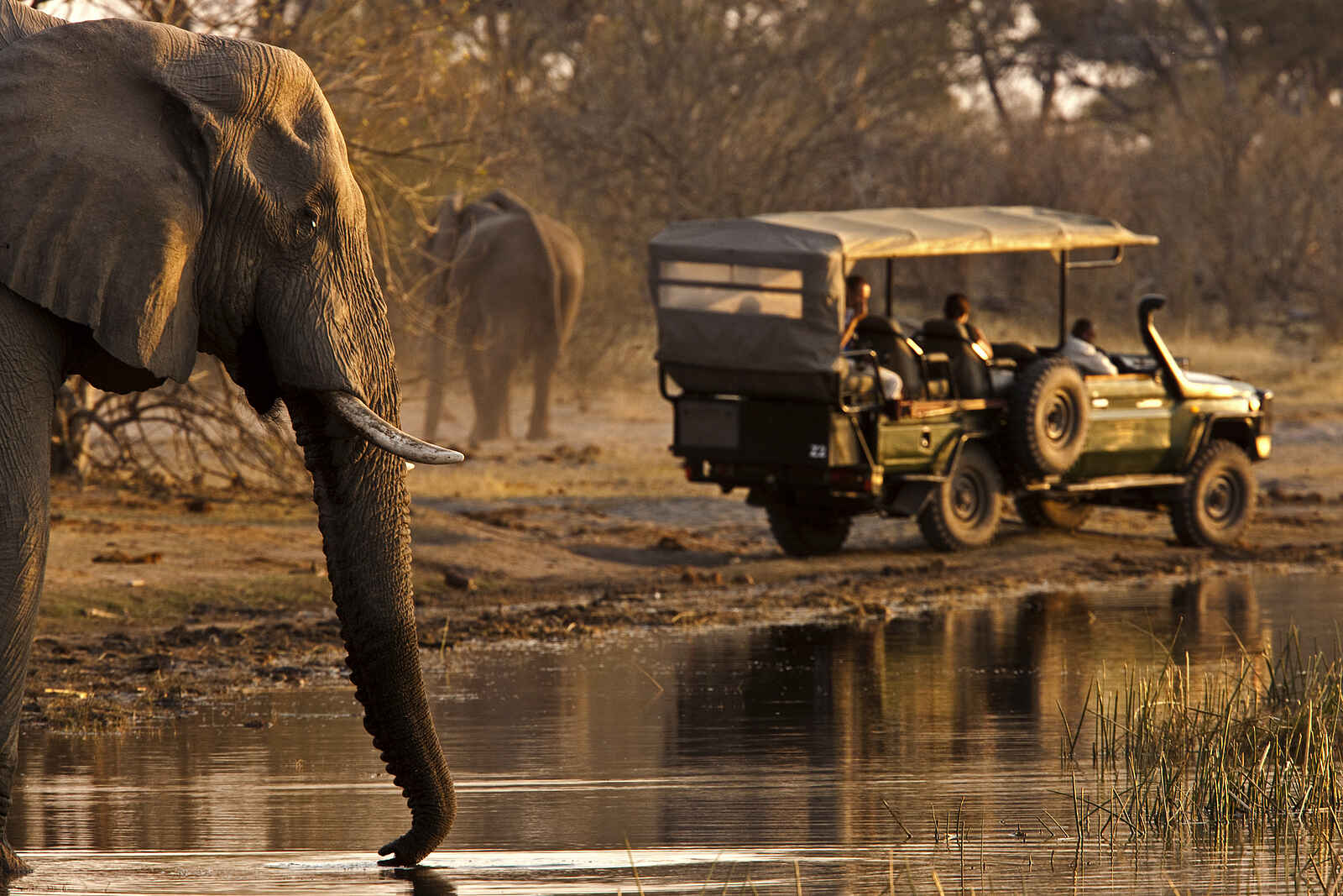 Zarafa Camp: Elefant an einem Wasserloch Zarafa Camp: Elefant an einem Wasserloch