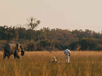 Chief's Camp: Begegnungen mit Elefanten