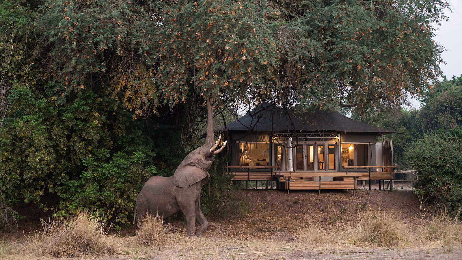Chikwenya Camp: Gästezelt mit Elefant Chikwenya Camp: Gästezelt mit Elefant