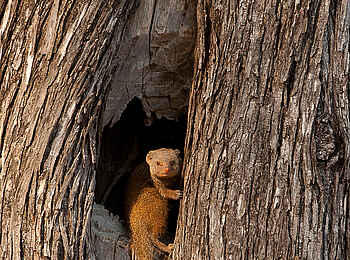 Chitake Tented Camp: Zwergmanguste