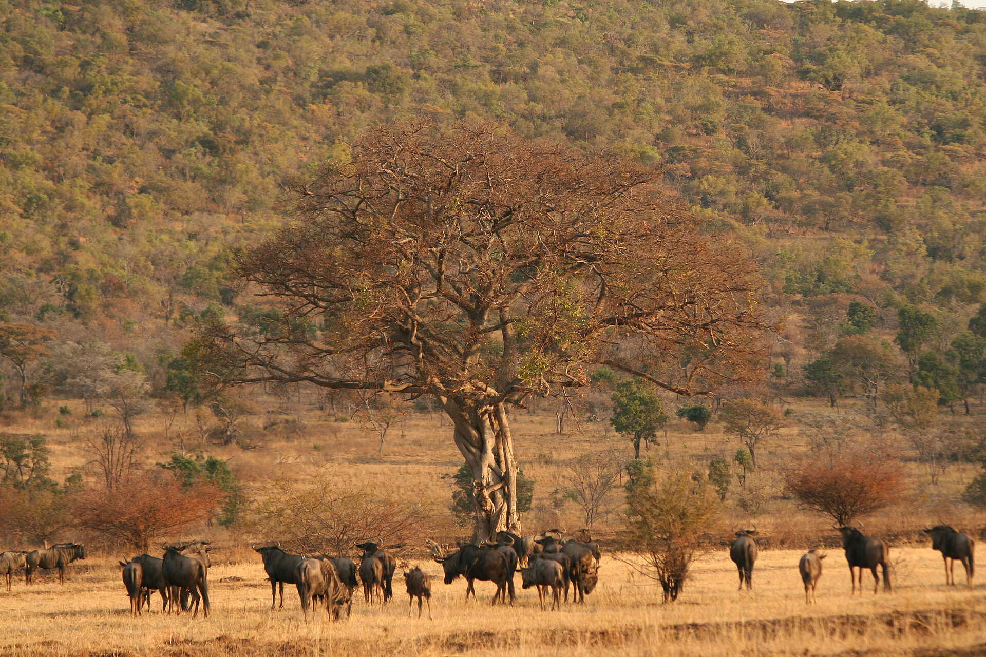 5 Sterne, Big Five, Lodge, Safari, Welgevonden, Welgevonden Game Reserve, Gnus, Wildlife, Afrikarma, Afrikarma Safaris, Afrikarma Safaris - Wildnis. Hautnah., Afrikarma.de