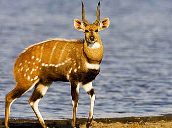 Selinda Explorers Camp: Sitatunga-Antilope Selinda Explorers Camp: Sitatunga-Antilope