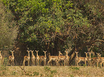 Tusk and Mane Safaris: Impalaherde Tusk and Mane Safaris: Impalaherde