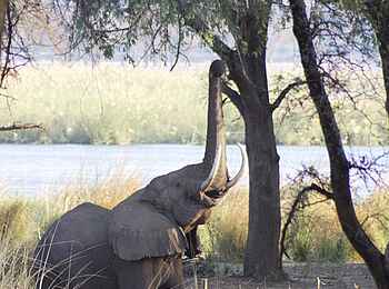 Anabezi Luxury Tented Camp: Elefant am Sambesi