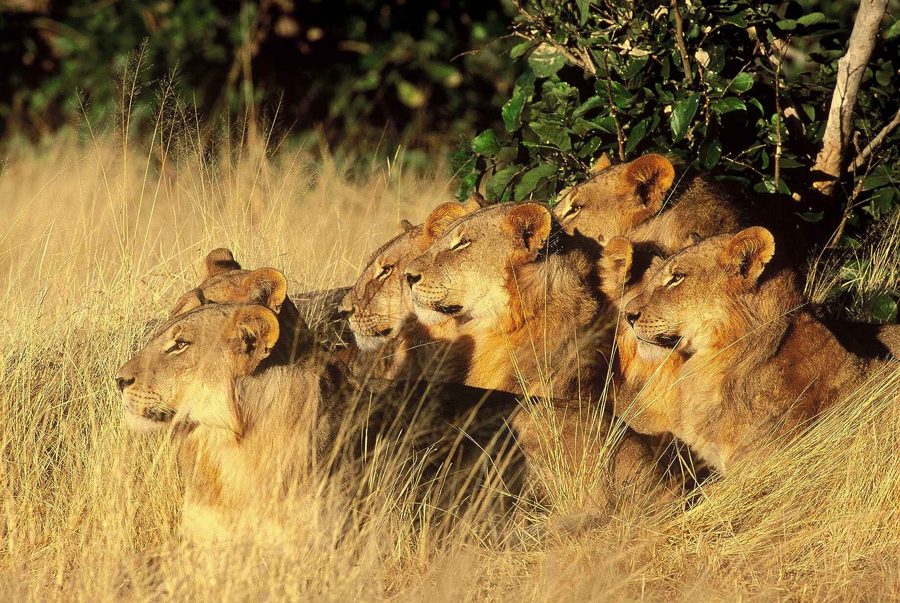 Chobe Game Lodge: Löwenrudel