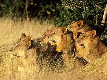 Chobe Game Lodge: Löwenrudel