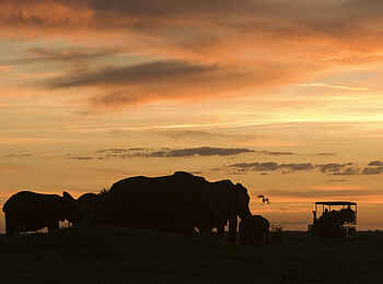 Duba Plains Camp: Elefanten im Abendlicht