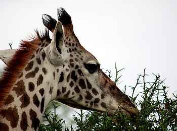 Dunia Camp: Fressende Giraffe Dunia Camp: Fressende Giraffe