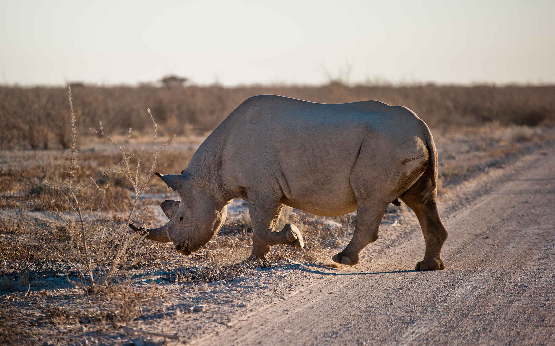 Etosha King Nehale: Spitzmaulnashorn
