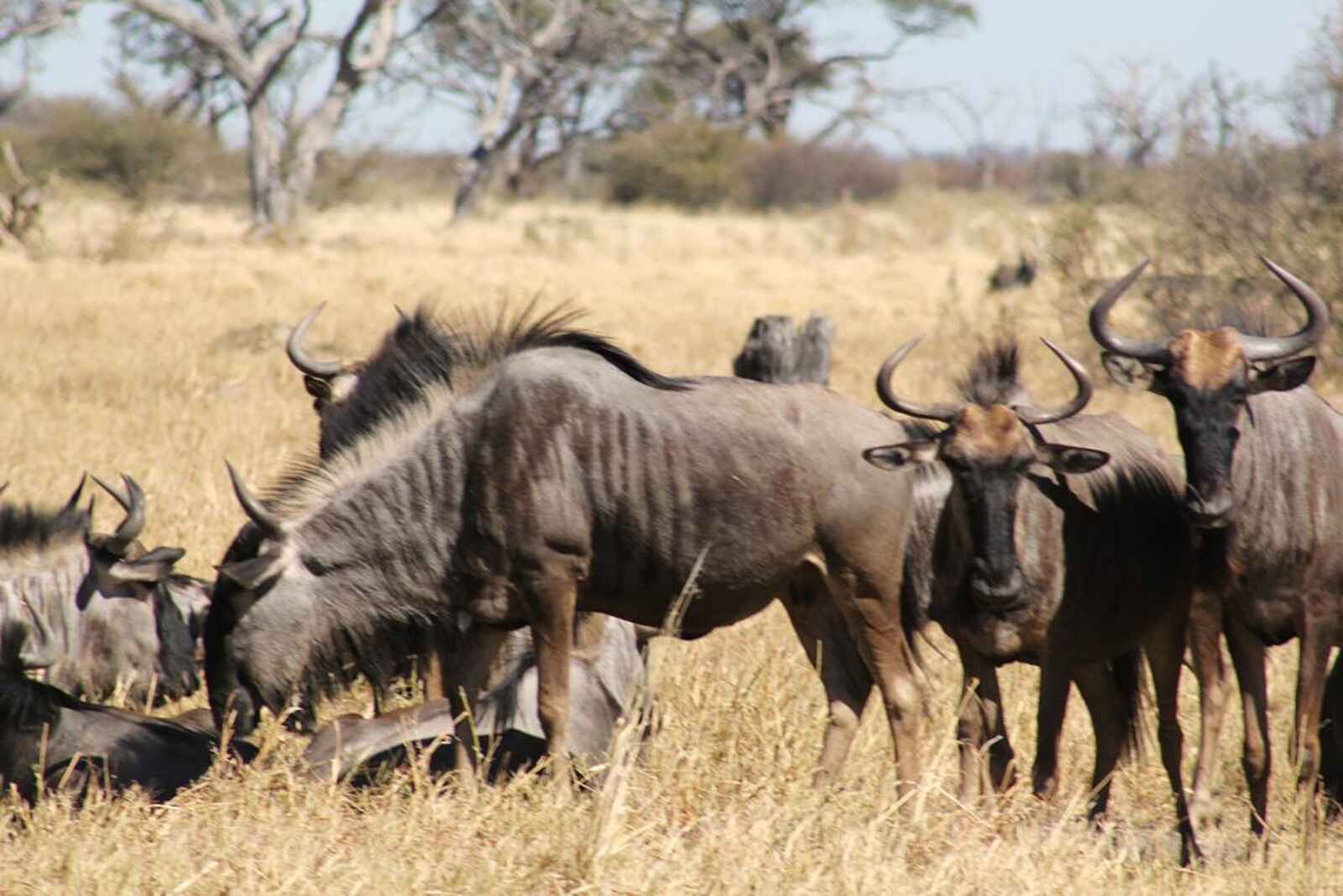 Ghoha Hills Savuti Lodge: Herdenwanderungen Ghoha Hills Savuti Lodge: Herdenwanderungen