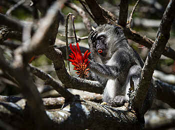 GweGwe Beach Lodge: Eine Meerkatze nascht an einer Blume