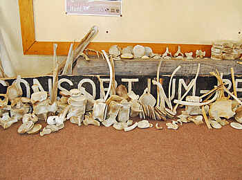 Hoanib Skeleton Coast Camp: Strandfundstücke Hoanib Skeleton Coast Camp: Strandfundstücke