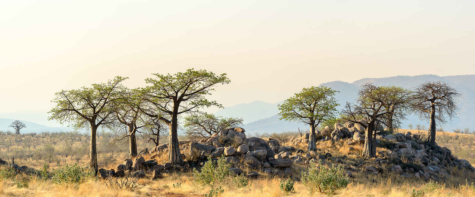 Jabali Ridge Camp: Landschaft des Ruaha Nationalparks Jabali Ridge Camp: Landschaft des Ruaha Nationalparks