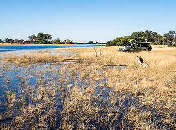 Kweene River Camp: Löwin vor Pirschfahrzeug