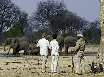 Little Makalolo Camp: Zusammentreffen mit Elefanten beim Game Walk Little Makalolo Camp: Zusammentreffen mit Elefanten beim Game Walk