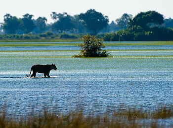 Little Tubu: Löwin auf einer Schwemmebene Little Tubu: Löwin auf einer Schwemmebene