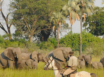 Macatoo Camp: Ranger und Elefantenherde