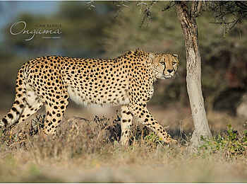 Onguma Forest Camp: Gepard