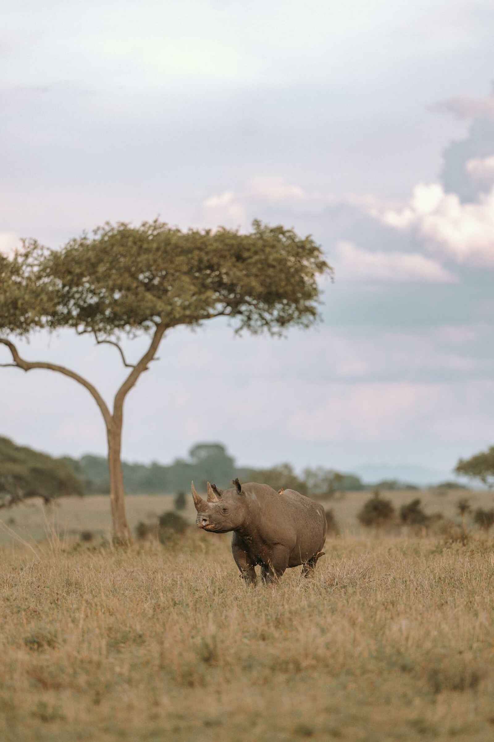 Out of Africa Legend: Ein Spitzmaulnashorn Out of Africa Legend: Ein Spitzmaulnashorn