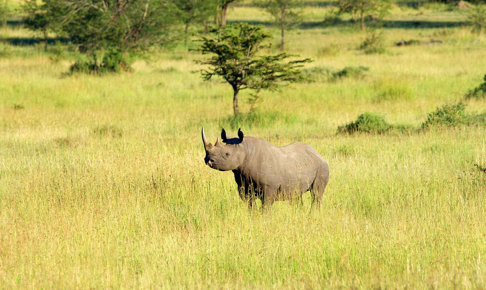 Sayari Camp: Breitmaulnashorn Sayari Camp: Breitmaulnashorn