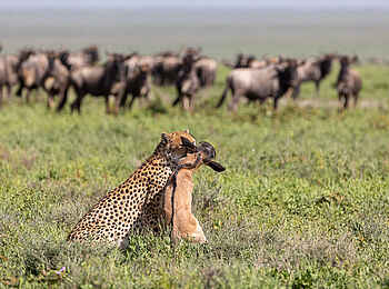 Serian's Serengeti South Camp: Gepard mit Beute