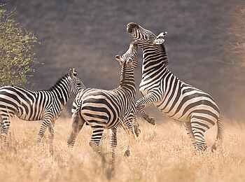 Ulusaba Rock Lodge: Zebras