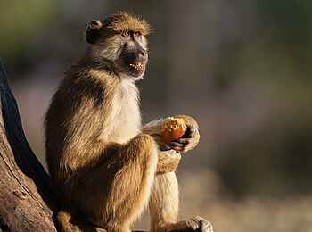 Usangu Expedition Camp: Pavian Usangu Expedition Camp: Pavian