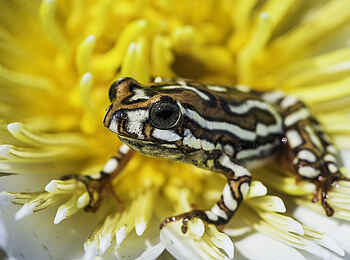 Vumbura Plains Camp: Painted Reed Frog