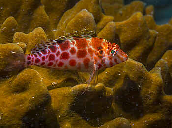 White Pearl Resorts: Fische am Grund