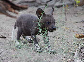 Bushman Plains Camp: Wildhundwelpe Bushman Plains Camp: Wildhundwelpe