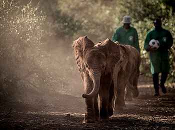 Giraffe Manor: Babyelefanten Giraffe Manor: Babyelefanten