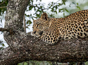 Jacis Sabi House: Die Sache ruhig angehen