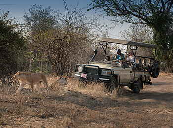 Kanga Expeditions: Löwin vor dem Land Cruiser