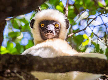 Namoroka Tsingy Camp: Sifaka