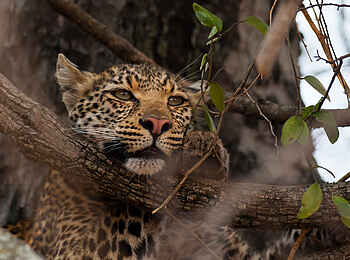 Ntemwa Busanga Bushcamp: Leopard in einem Baum
