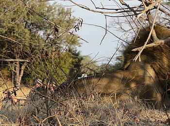 Ntemwa Busanga Bushcamp: Löwe gut versteckt