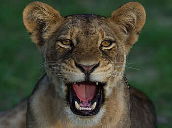 Ntemwa Busanga Bushcamp: Löwenportrait