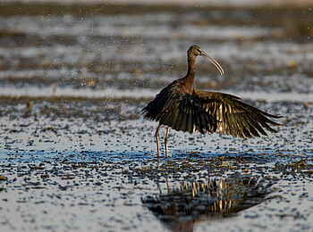 Selinda Camp: Brauner Sichler