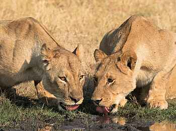 Somalisa Acacia Camp: Trinkende Löwen