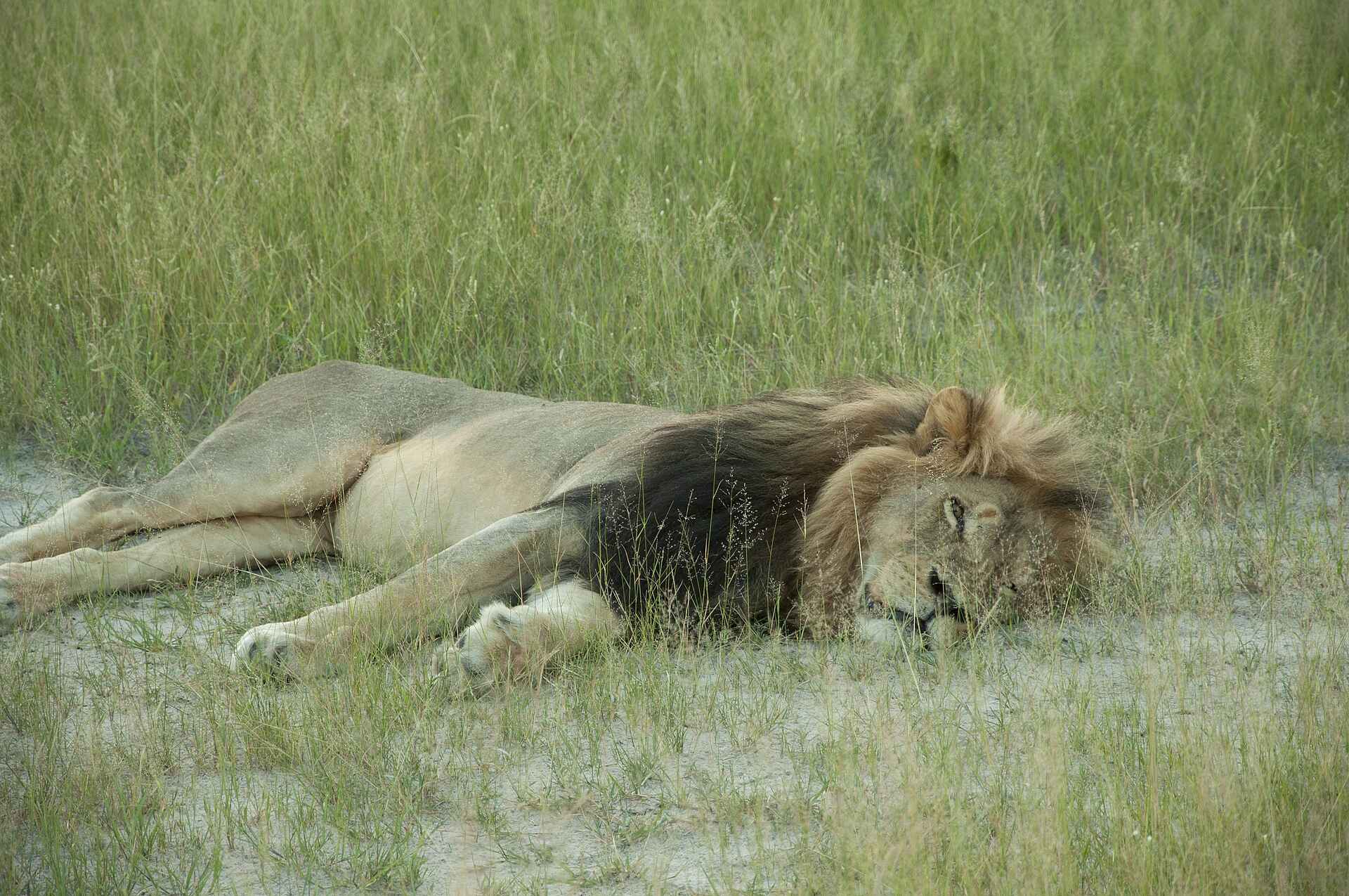 Somalisa Camp: Mittagsschlaf eines Löwen African Bush Camps, Elefantenherden, Hwange-Nationalpark, Kennedy Vlei, Simbabwe, Somalisa Camp, Ausruhen, Löwe, Schlaf, Afrikarma, Afrikarma Safaris, Afrikarma Safaris – Wildnis. Hautnah., afrikarma.de