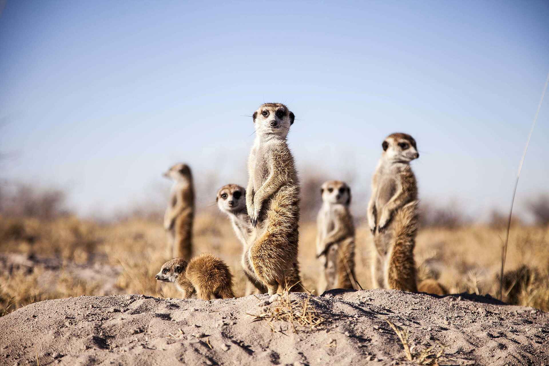 Camp Kalahari: Meerkatzen Camp Kalahari: Meerkatzen
