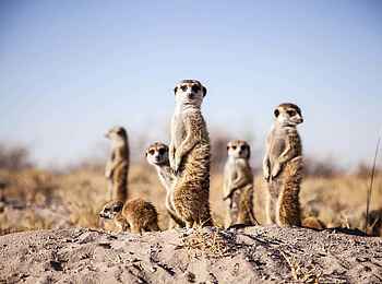 Camp Kalahari: Meerkatzen