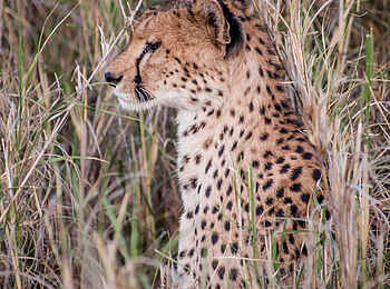 Chem Chem Lodge: Gepard im Profil Chem Chem Lodge: Gepard im Profil