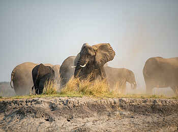 Chobe Water Villas: Elefantenherde