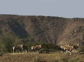 Doro Nawas Camp: Oryx-Antilopen