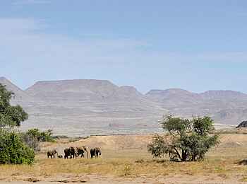 Doro Nawas: Elefanten vor den Etendeka-Bergen