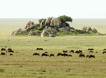 Dunia Camp: Moru Kopjes Dunia Camp: Moru Kopjes