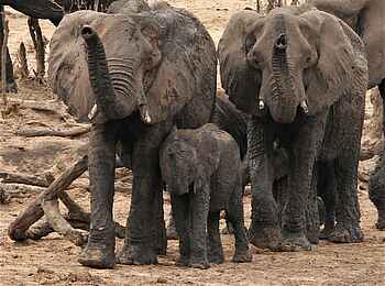 Ghoha Hills Savuti Lodge: Junge Elefanten