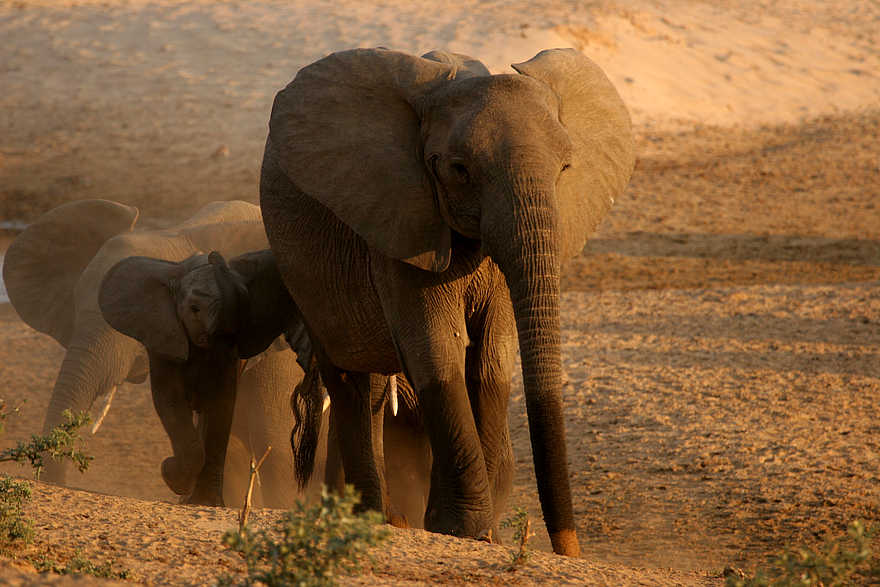 Kaingo Elephant Hide: Das Ufer ist erreicht Kaingo Elephant Hide: Das Ufer ist erreicht