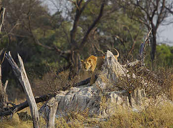 Kanana-Nyana-Camp: Löwin